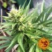Blue Cheese - Barney's Farm